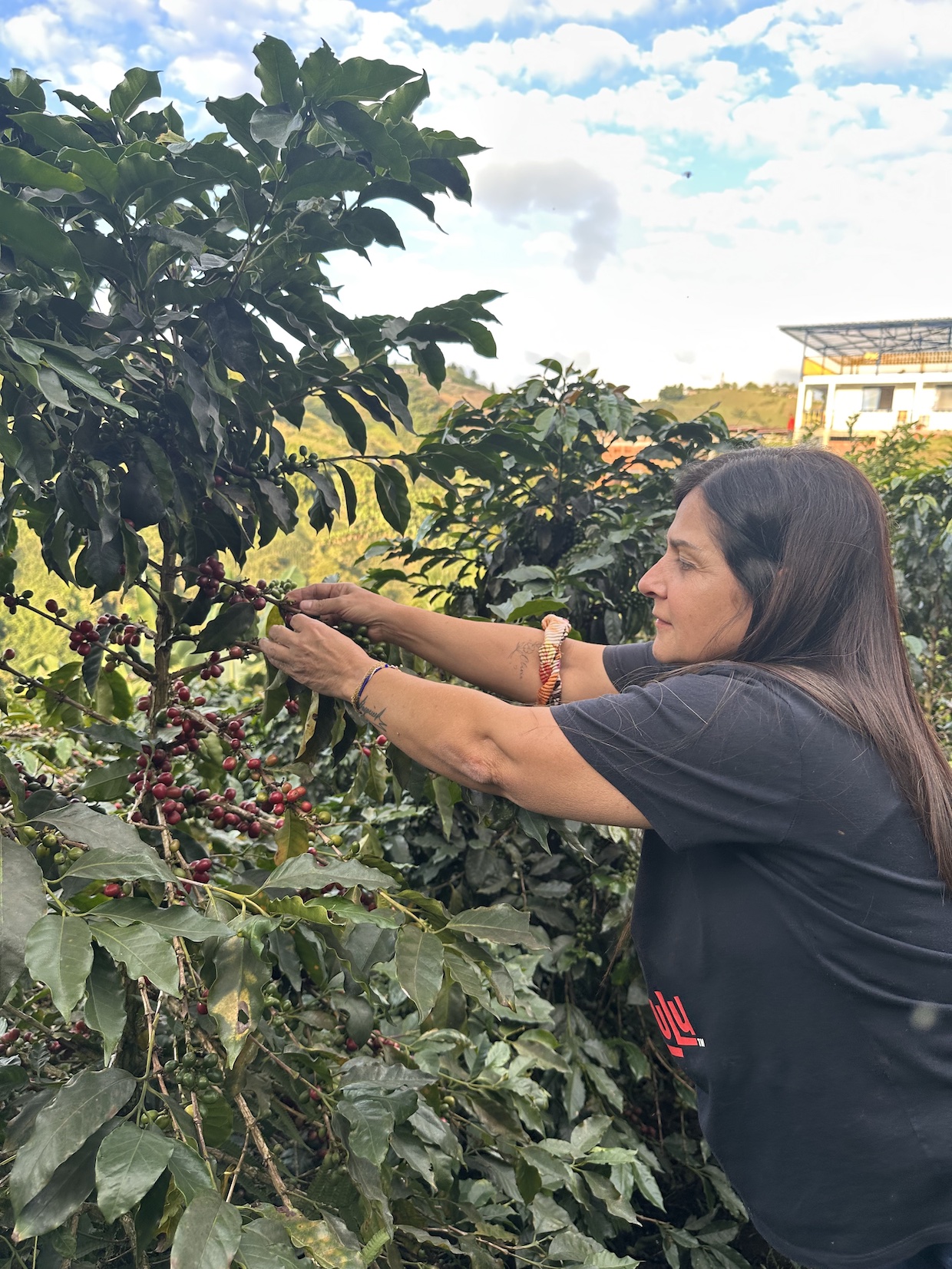 Caffeto Specialty Coffee Carolina farm 2