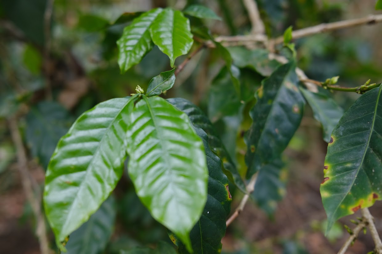 coffee plant