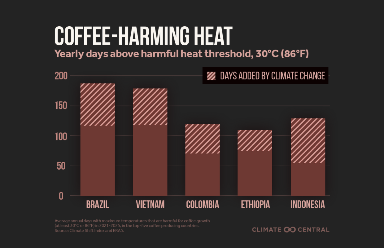 Coffee-harming heat